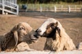 Zoo Lamb asian Sheep in farm Eye head closeup animal Royalty Free Stock Photo