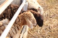 Zoo Lamb asian Sheep in farm Eye head closeup animal Royalty Free Stock Photo