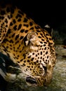 Zoo leopard drinking water