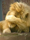 Resting lion in a zoo 4 Royalty Free Stock Photo