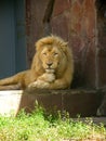 Resting lion in a zoo 2 Royalty Free Stock Photo