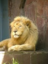 Resting lion in a zoo Royalty Free Stock Photo