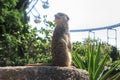 Zoo meerkat looks