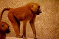 Zoo monkey