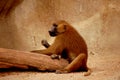 Zoo monkey