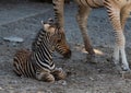 in the zoo near its mother baby zebra Royalty Free Stock Photo