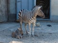 in the zoo near its mother baby zebra Royalty Free Stock Photo