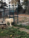 Zoo park Belgrade beautiful animals Lion Cage beautiful white Lion animals