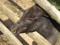 Zoo Park Poppi Italy : black sardinian donkeys Royalty Free Stock Photo