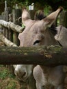 Zoo Park Poppi Italy : donkey Royalty Free Stock Photo