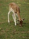 Zoo Park Poppi Italy : fawn Royalty Free Stock Photo