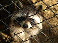 Zoo Park Poppi Italy : raccoon Royalty Free Stock Photo