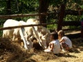 Zoo Park Poppi Italy : white donkeys and childs Royalty Free Stock Photo