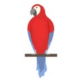 Zoo parrot icon cartoon vector. Macaw bird
