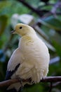 Zoo pearl colored dove phoenix arisona
