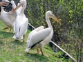 Zoo pelicans in summer walk on the grass Royalty Free Stock Photo