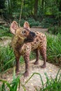 Spotted Hyena made of Lego bricks during animal expo in Planckendael Zoo. Royalty Free Stock Photo