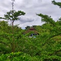 Zoo plant green mosque cloud