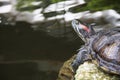 Pond slider is basking on the stone