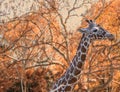 At the zoo. Portrait of a giraffe.