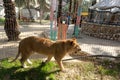 The zoo in Rafah gives visitors a chance to play with animals in the Gaza Strip