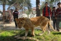 The zoo in Rafah gives visitors a chance to play with animals in the Gaza Strip