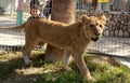 The zoo in Rafah gives visitors a chance to play with animals in the Gaza Strip