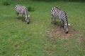 Zoo's Zebras Royalty Free Stock Photo