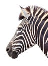 Zoo single burchell zebra Royalty Free Stock Photo