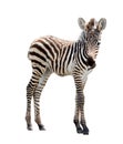 Zoo single burchell zebra Royalty Free Stock Photo