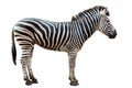 Zoo single burchell zebra isolated