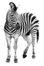 Zoo single burchell zebra isolated