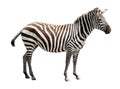 Zoo single burchell zebra isolated on white background. Royalty Free Stock Photo