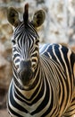 Zoo single zebra walking Royalty Free Stock Photo