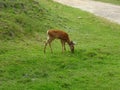 Zoo St Felicien: a fawn