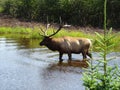 Zoo St Felicien: woodland caribou