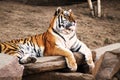 Zoo tiger