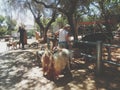 Zoo view in sunlight