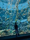 Zoo visitor little preschool girl child watching looking at fishes and weed in large marine indoor aquarium. Royalty Free Stock Photo