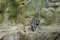 Zoo Wild Cat Ocelot Tennessee