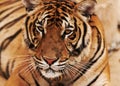 Zoo, wildlife and closeup of tiger in the sand by circus for majestic entertainment or safari. Animal, feline and zoom