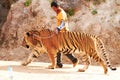 Zoo, wildlife and man with a tiger for circus with a chain by a for majestic entertainment. Animal, feline and an exotic