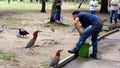 Zoo worker feeding tiger heron