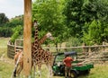 Zoo worker with food for giraffes in a car. Giraffes in Prague zoo.