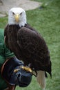 APPLE VALLEY, MINNESOTA - JUNE 2018: A zookeeper with a bald eagle during a bird show.