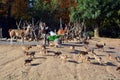 Zookeeper feed a group of maras, rheas and guanacos in Paris Zoo