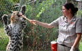 Zookeeper feed a young amur leopard,