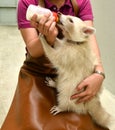 Zookeeper feeding baby albino raccoon