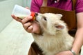 Zookeeper feeding baby albino raccoon