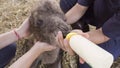 Zookeeper feeding baby camel Royalty Free Stock Photo